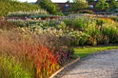 HAUSER & WIRTH, SOMERSET: THE OUDOLF FIELD, DURSLADE FARM - PATH AND NEW PERENNIAL BORDER PLANTED BY PIET OUDOLF - IMPERATA CYCLINDRICA. HERBACEOUS