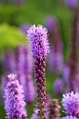 HAUSER & WIRTH, SOMERSET: THE OUDOLF FIELD, DURSLADE FARM - NEW PERENNIAL BORDERS BY PIET OUDOLF - CLOSE UP OF PURPLE FLOWER OF LIATRIS SPICATA. GAYFEATHER, PINK, SPIKE, SPIKEY
