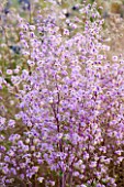 HAUSER & WIRTH, SOMERSET: THE OUDOLF FIELD, DURSLADE FARM - NEW PERENNIAL BORDERS BY PIET OUDOLF - CLOSE UP OF PINK FLOWERS OF THALICTRUM DELAVAYI. PURPLE, FLOWERING