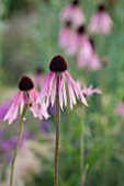 HAUSER & WIRTH, SOMERSET: THE OUDOLF FIELD, DURSLADE FARM - CLOSE UP PLANT PORTRAIT OF THE PINK FLOWER OF ECHINACEA PALLIDA. PERENNIAL, FLOWERING, FLOWERS, PETALS, CONEFLOWER