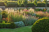 PRIVATE GARDEN, GLOUCESTERSHIRE - DESIGNER ANGEL COLLINS - EVENING SUNLIGHT ON LAWN AND CLIPPED TOPIARY YEW - FORMAL PARTERRE - ECHINACEA MAGNUS, VERONICASTRUM VIRGINIACUM DIANE