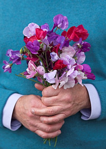 THE_REAL_FLOWER_COMPANY__MAN_HOLDING_BOUQUET_OF_SWEET_PEAS_CUT_FLOWER_FLOWERS_CUTTING_GREEN_BLUE_HAN