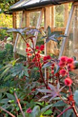 ANNE GODFREYS PRIVATE GARDEN, HERTFORDSHIRE. OWNER OF DAISY ROOTS NURSERY. GREENHOUSE WITH RICINUS COMMUNIS - RED, FRUIT, FOLIAGE, LEAVES, CASTOR, OIL, PLANT