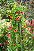 ANNE GODFREYS PRIVATE GARDEN, HERTFORDSHIRE. OWNER OF DAISY ROOTS NURSERY. WOODEN PLANT STAND WITH THUNBERGIA AFRICAN SUNSET - CLIMBER, SUPPORT, CLIMBERS, CLIMBING