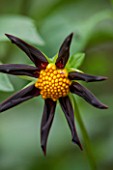 ANNE GODFREYS PRIVATE GARDEN, HERTFORDSHIRE. OWNER OF DAISY ROOTS NURSERY. CLOSE UP OF BLACK FLOWER OF DAHLIA VERONNES OBSIDIAN - PURPLE, TUBEROUS, DAHLIAS