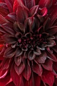 ANNE GODFREYS PRIVATE GARDEN, HERTFORDSHIRE. OWNER OF DAISY ROOTS NURSERY. CLOSE UP OF BLACK FLOWER OF DAHLIA RIP CITY - PURPLE, TUBEROUS, DAHLIAS