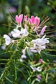 ANNE GODFREYS PRIVATE GARDEN, HERTFORDSHIRE. OWNER OF DAISY ROOTS NURSERY. CLOSE UP OF PINK AND WHITE FLOWER OF CLEOME SPINOSA SPARKLER BLUSH - ANNUAL, SUMMER