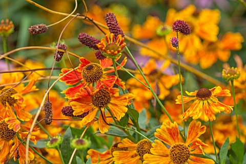 ANNE_GODFREYS_PRIVATE_GARDEN_HERTFORDSHIRE_OWNER_OF_DAISY_ROOTS_NURSERY_CLOSE_UP_OF_ORANGE_AND_YELLO
