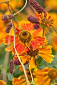 ANNE GODFREYS PRIVATE GARDEN, HERTFORDSHIRE. OWNER OF DAISY ROOTS NURSERY. CLOSE UP OF ORANGE AND YELLOW FLOWER OF HELENIUM SAHINS EARLY FLOWERE