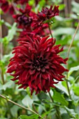 ANNE GODFREYS PRIVATE GARDEN, HERTFORDSHIRE. OWNER OF DAISY ROOTS NURSERY. CLOSE UP OF BLACK, RED, FLOWER OF DAHLIA RIP CITY - TUBEROUS, SUMMER