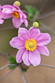 ANNE GODFREYS PRIVATE GARDEN, HERTFORDSHIRE. OWNER OF DAISY ROOTS NURSERY. CLOSE UP OF PINK FLOWER OF ANEMONE HUPEHENSIS PAMINA - HERBACEOUS, PERENNIAL, JAPANESE