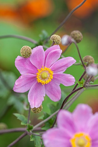 ANNE_GODFREYS_PRIVATE_GARDEN_HERTFORDSHIRE_OWNER_OF_DAISY_ROOTS_NURSERY_CLOSE_UP_OF_PINK_FLOWER_OF_A