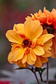 ANNE GODFREYS PRIVATE GARDEN, HERTFORDSHIRE. OWNER OF DAISY ROOTS NURSERY. CLOSE UP OF ORANGE FLOWER OF DAHLIA DAVID HOWARD - TUBEROUS, LATE SUMMER, TUBERS, PERENNIAL
