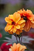 ANNE GODFREYS PRIVATE GARDEN, HERTFORDSHIRE. OWNER OF DAISY ROOTS NURSERY. CLOSE UP OF ORANGE FLOWER OF DAHLIA DAVID HOWARD - TUBEROUS, LATE SUMMER, TUBERS, PERENNIAL