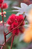 ANNE GODFREYS PRIVATE GARDEN, HERTFORDSHIRE. OWNER OF DAISY ROOTS NURSERY. CLOSE UP OF RED FRUIT OF RICINUS COMMUNIS - CASTOR OIL PLANT, EXOTIC, TROPICAL