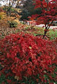 JAPANESE MAPLES AND A SEAT IN AUTUMN CITY OF BATH BOTANICAL GARDENS  AVON