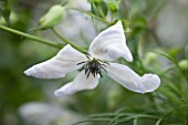 ANNE GODFREYS PRIVATE GARDEN, HERTFORDSHIRE. OWNER OF DAISY ROOTS NURSERY. CLOSE UP OF WHITE FLOWER OF CLEMATIS ALBA LUXURIANS - CLIMBER, CLIMBING, SHRUB, SHRUBS, GREEN