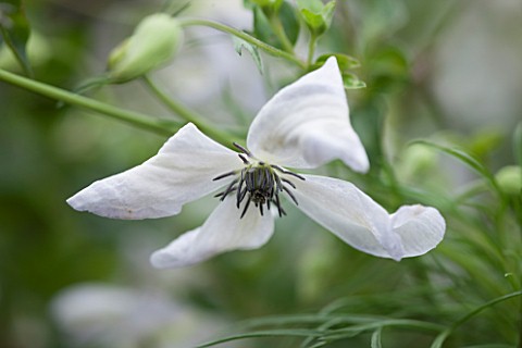ANNE_GODFREYS_PRIVATE_GARDEN_HERTFORDSHIRE_OWNER_OF_DAISY_ROOTS_NURSERY_CLOSE_UP_OF_WHITE_FLOWER_OF_
