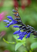 ANNE GODFREYS PRIVATE GARDEN, HERTFORDSHIRE. OWNER OF DAISY ROOTS NURSERY. CLOSE UP PLANT PORTRAIT OF THE BLUE FLOWER OF SALVIA BLACK AND BLUE. SAGE, PURPLE