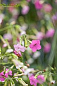 ANNE GODFREYS PRIVATE GARDEN, HERTFORDSHIRE. OWNER OF DAISY ROOTS NURSERY. CLOSE UP PLANT PORTRAIT OF THE PINK FLOWER OF NICOTIANA MUTABILIS - TOBACCO PLANT, SUMMER, SCENTED