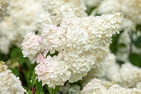 CLOSE_UP_PLANT_PORTRAIT_OF_THE_WHITE_FLOWER_OF_HYDRANGEA_PANICULATA_VANILLE_FRAISE_RENHY__FLOWERS_SE