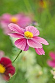 CLOSE UP PLANT PORTRAIT OF THE PINK FLOWER OF COSMOS BIPINNATUS XANTHOS AND RUBINATO MIXED   - FLOWERS, SEPTEMBER, ANNUAL, FLOWERING
