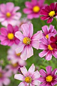 CLOSE UP PLANT PORTRAIT OF THE PINK FLOWER OF COSMOS BIPINNATUS ANTIQUITY - FLOWERS, SEPTEMBER, ANNUAL, FLOWERING