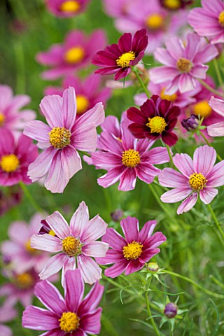 CLOSE_UP_PLANT_PORTRAIT_OF_THE_PINK_FLOWER_OF_COSMOS_BIPINNATUS_ANTIQUITY__FLOWERS_SEPTEMBER_ANNUAL_