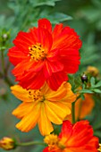 CLOSE UP PLANT PORTRAIT OF THE ORANGE AND YELLOW FLOWER OF COSMOS SULPHUREUS LADYBIRD MIXED - FLOWERS, SEPTEMBER, ANNUAL, FLOWERING