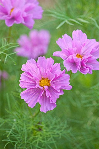 CLOSE_UP_PLANT_PORTRAIT_OF_THE_PINK_FLOWERS_OF_COSMOS_BIPINNATUS_COUBLE_CLICK_ROSE_BONBON__DOUBLE_CL