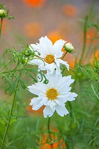 CLOSE_UP_PLANT_PORTRAIT_OF_THE_WHITE_FLOWERS_OF_COSMOS_BIPINNATUS_COUBLE_CLICK_SNOW_PUFF__DOUBLE_CLI