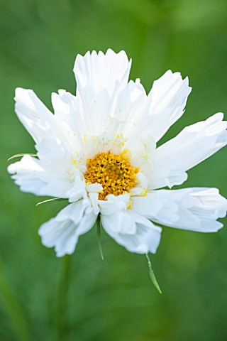 CLOSE_UP_PLANT_PORTRAIT_OF_THE_WHITE_FLOWER_OF_COSMOS_BIPINNATUS_COUBLE_CLICK_SNOW_PUFF__DOUBLE_CLIC