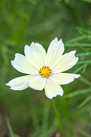 CLOSE_UP_PLANT_PORTRAIT_OF_THE_PALE_YELLOW_FLOWER_OF_COSMOS_BIPINNATUS_LEMONADE___FLOWER_SEPTEMBER_A
