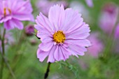 CLOSE UP PLANT PORTRAIT OF THE PINK FLOWER OF COSMOS BIPINNATUS DOUBLE CLICK ROSE BONBON ( DOUBLE CLICK SERIES )  - FLOWER, SEPTEMBER, ANNUAL, FLOWERING