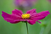 CLOSE UP PLANT PORTRAIT OF THE PINK AND RED  FLOWER OF COSMOS BIPINNATUS GAZEBO RED - FLOWER, SEPTEMBER, ANNUAL, FLOWERING