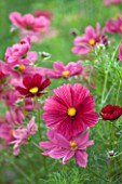 CLOSE UP PLANT PORTRAIT OF THE PINK FLOWERS OF COSMOS BIPINNATUS RUBENZA - FLOWER, SEPTEMBER, ANNUAL, FLOWERING