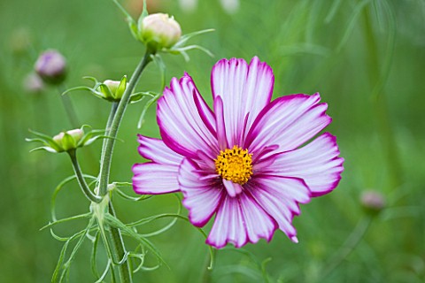 CLOSE_UP_PLANT_PORTRAIT_OF_THE_PINK_FLOWER_OF_COSMOS_BIPINNATUS__RAZZMATAZZ_MIXED___FLOWER_SEPTEMBER