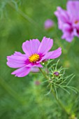 CLOSE UP PLANT PORTRAIT OF THE PINK FLOWER OF COSMOS BIPINNATUS FIZZY PINK  ( FIZZY SERIES ) - FLOWER, SEPTEMBER, ANNUAL, FLOWERING