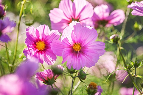 CLOSE_UP_PLANT_PORTRAIT_OF_THE_PINK_FLOWER_OF_COSMOS_BIPINNATUS_FIZZY_PINK___FIZZY_SERIES___FLOWER_S