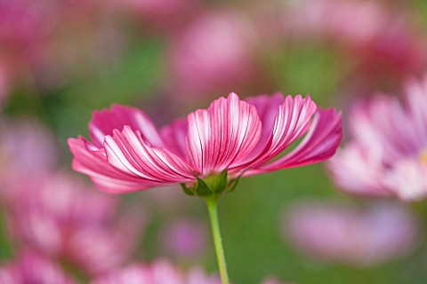 CLOSE_UP_PLANT_PORTRAIT_OF_THE_PINK_AND_WHITE_SRIPED_FLOWER_OF_COSMOS_VELOUETTE__FLOWER_SEPTEMBER_AN