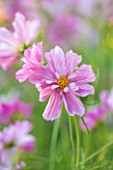 CLOSE UP PLANT PORTRAIT OF THE PINK FLOWER OF COSMOS BIPINNATUS ROSETTA - FLOWER, SEPTEMBER, ANNUAL, FLOWERING