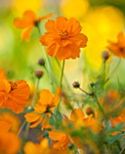 CLOSE UP PLANT PORTRAIT OF THE ORANGE FLOWER OF COSMOS SULPHUREUS ( KLONDIKE MIXED ) - FLOWER, SEPTEMBER, ANNUAL, FLOWERING
