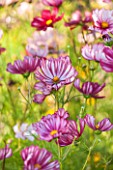 CLOSE UP PLANT PORTRAIT OF THE PINK AND WHITE SRIPED FLOWERS OF COSMOS BIPINNATUS VELOUETTE- FLOWER, SEPTEMBER, ANNUAL, FLOWERING