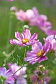 CLOSE UP PLANT PORTRAIT OF THE PINK FLOWERS OF COSMOS BIPINNATUS ROSETTA - FLOWER, SEPTEMBER, ANNUAL, FLOWERING