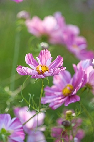 CLOSE_UP_PLANT_PORTRAIT_OF_THE_PINK_FLOWERS_OF_COSMOS_BIPINNATUS_ROSETTA__FLOWER_SEPTEMBER_ANNUAL_FL