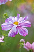 CLOSE UP PLANT PORTRAIT OF THE PINK FLOWERS OF COSMOS BIPINNATUS ROSETTA - FLOWER, SEPTEMBER, ANNUAL, FLOWERING