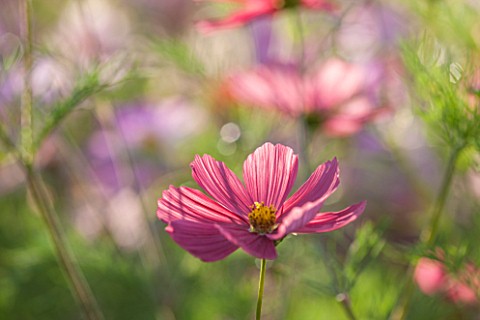 CLOSE_UP_PLANT_PORTRAIT_OF_THE_PINK_FLOWERS_OF_COSMOS_BIPINNATUS_RUBENZA__FLOWER_SEPTEMBER_ANNUAL_FL