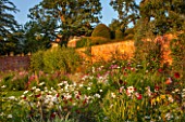 KELMARSH HALL, NORTHAMPTONSHIRE:THE WALLED GARDEN WITH LATE SUMMER DISPLAY OF DAHLIAS INCL BISHOP OF AUCKLAND,TEESBROOKE AUDREY & CHAT NOIR. WITH PINK & WHITE COSMOS. EVENING LIGHT
