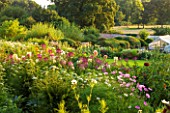 KELMARSH HALL, NORTHAMPTONSHIRE: OVERVIEW OF LATE SUMMER MEADOW PLANTING OF DAHLIAS, ORLAYA, CLEOME AND COSMOS. EVENING LIGHT. GARDEN, PERENNIAL.