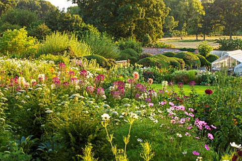 KELMARSH_HALL_NORTHAMPTONSHIRE_OVERVIEW_OF_LATE_SUMMER_MEADOW_PLANTING_OF_DAHLIAS_ORLAYA_CLEOME_AND_